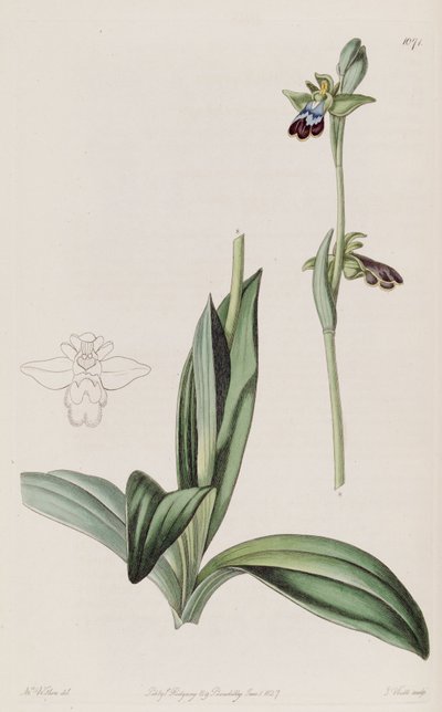 Illustration von Ophrys fusca von Augusta Innes Withers